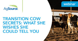Image of transition cow secrets: what she wishes she could tell you webinar