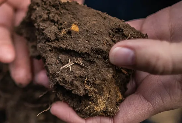 Soil testing holding soil in hand