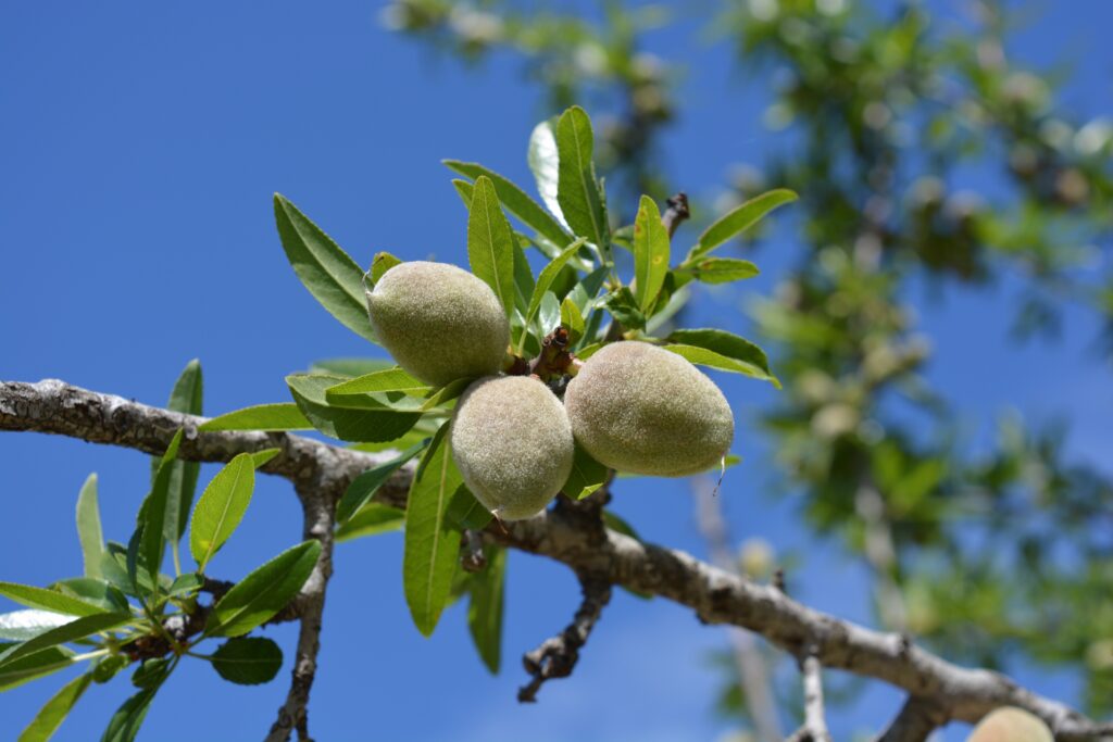 Almonds growing on a branch against blue sky in a California orchard